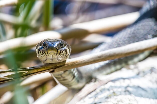 写真 蛇のクローズアップ