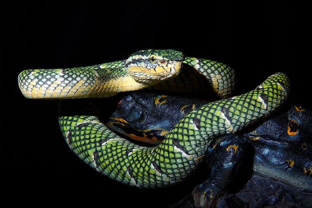 写真 蛇のクローズアップ