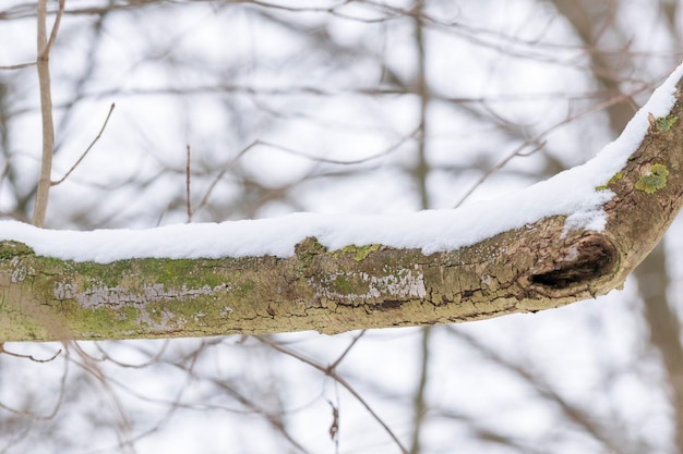 写真 雪で覆われた枝のクローズアップ