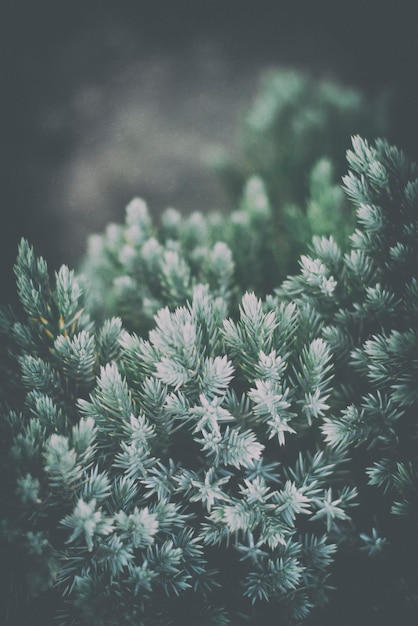 写真 雪で覆われた植物のクローズアップ