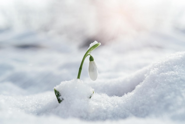 写真 雪に覆われたスノードロップの花のクローズアップ