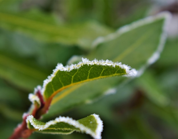 写真 葉の上の雪のクローズアップ