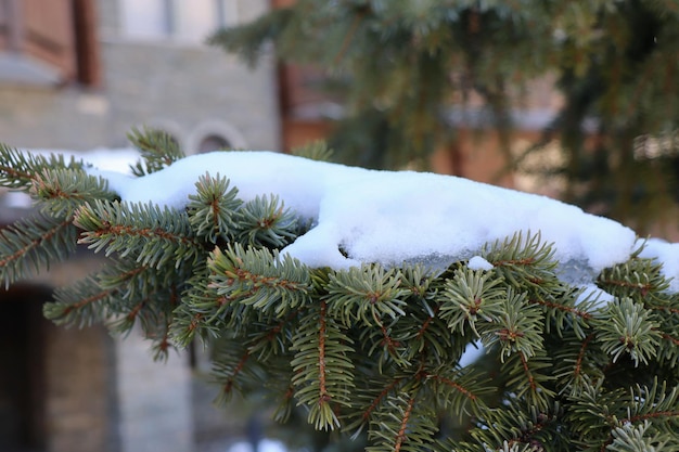 写真 冬の自然の背景概念の松の葉に雪のクローズ アップ