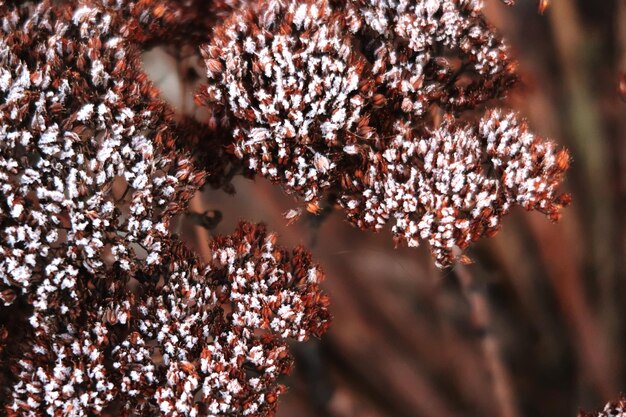 写真 冬の植物の雪のクローズアップ