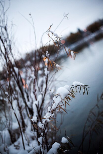 写真 空の背景にある植物の雪のクローズアップ