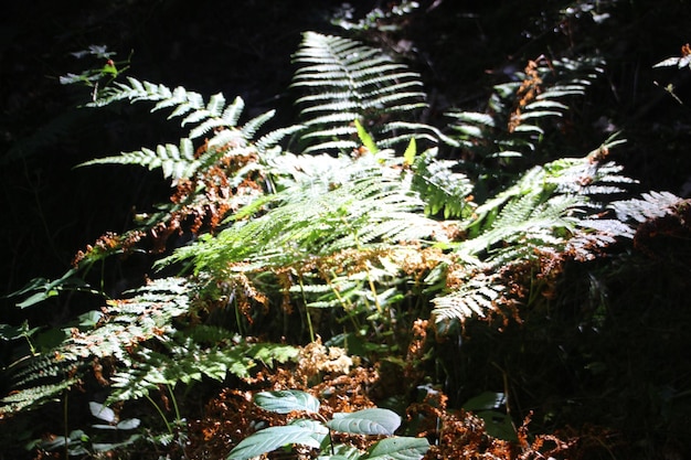 写真 植物 の 上 の 雪 の クローズアップ