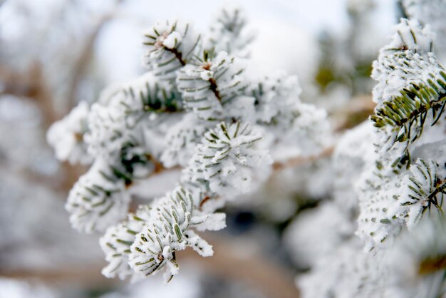 写真 冬の木の上の雪のクローズアップ