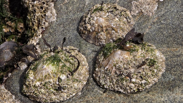 사진 웨일즈 의 바위 표면 에 있는 일부 림페트 종 인 파텔라 불가타 의 클로즈업