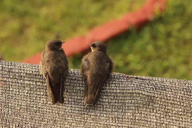 写真 外で座っている小鳥のクローズアップ