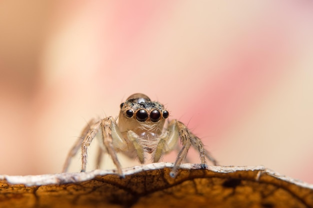 写真 葉の上にあるクモのクローズアップ