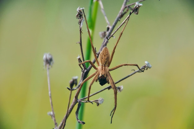 写真 植物上のクモのクローズアップ