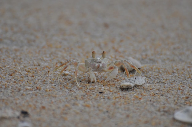 写真 砂上のクモのクローズアップ