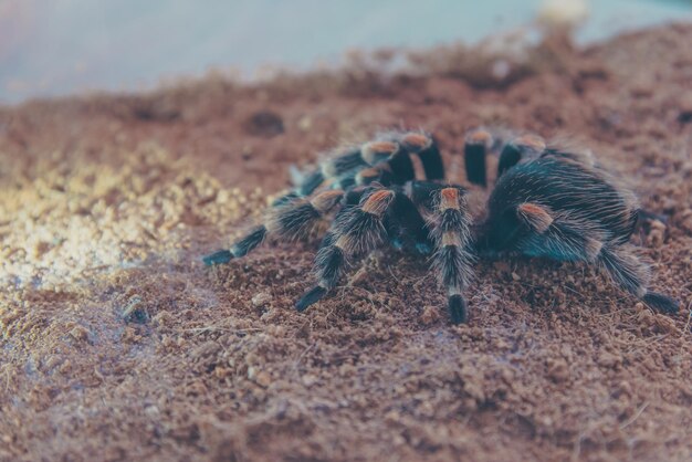 写真 砂上のクモのクローズアップ