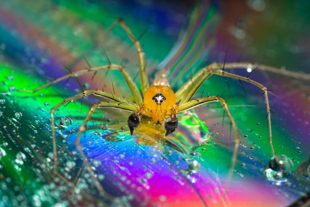 사진 반사 를 가진 표면 에 있는 거미 의 클로즈업