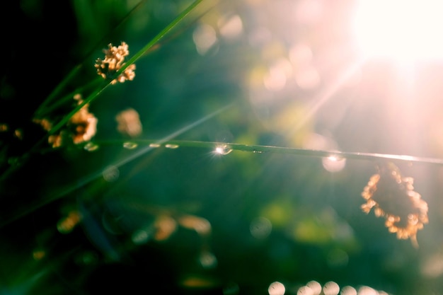 写真 植物と対照的に蜘蛛の網をクローズアップ