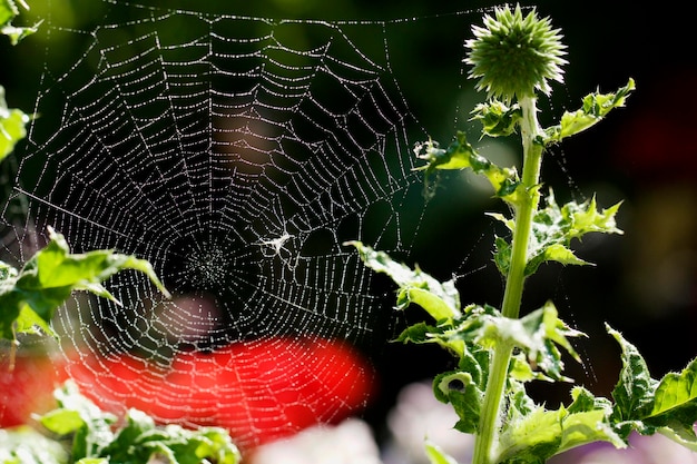 Фото Близкий план паука на паутине