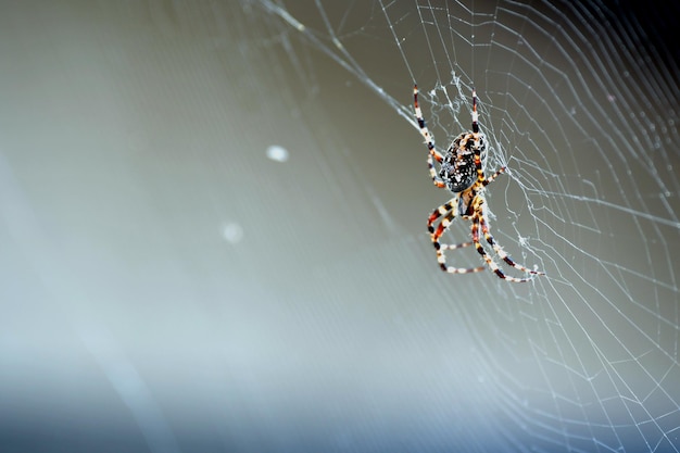 写真 ウェブ上のクモのクローズアップ