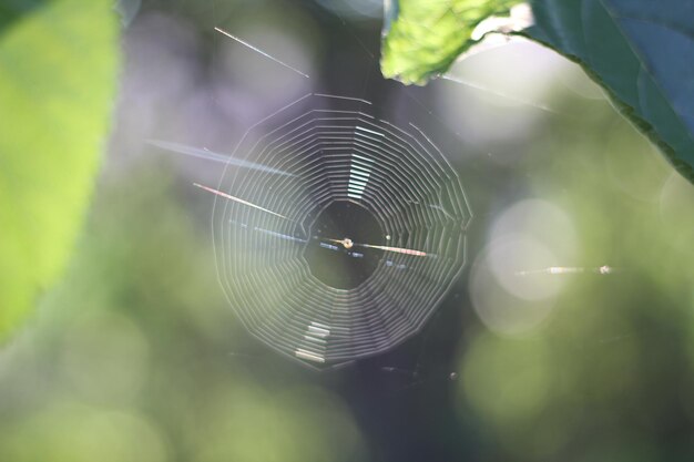 사진 거미줄 에 있는 거미 의 클로즈업