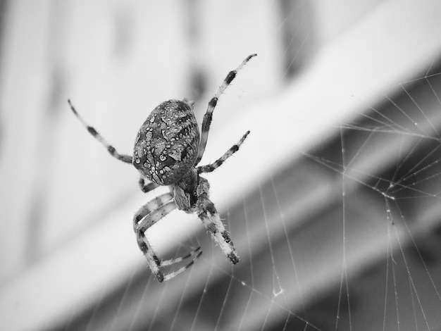 写真 ウェブ上のクモのクローズアップ