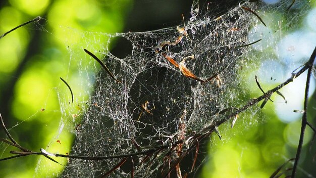 写真 ウェブ上のクモのクローズアップ