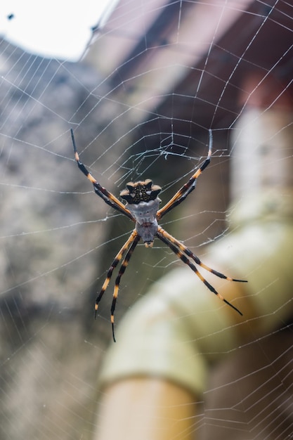 사진 거미줄 에 있는 거미 의 클로즈업