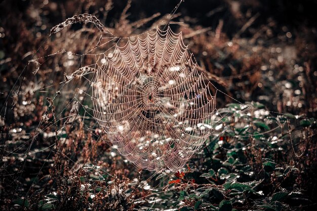 写真 畑の植物の蜘蛛の網のクローズアップ