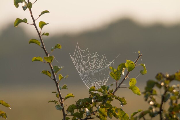 写真 植物上の蜘蛛の網のクローズアップ