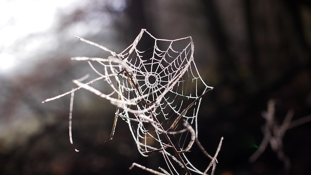 写真 植物上の蜘蛛の網のクローズアップ