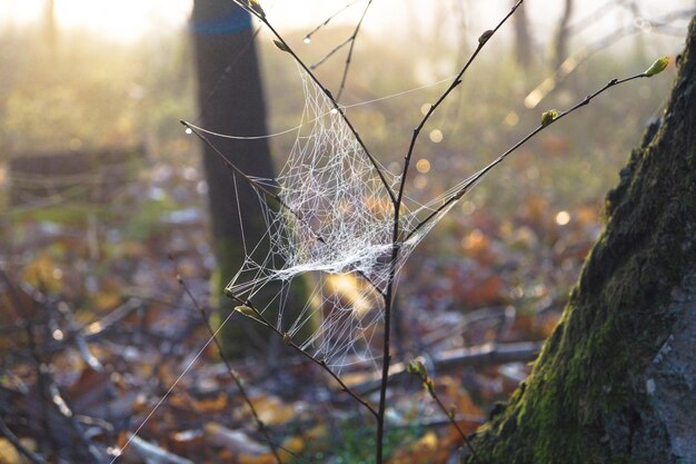 写真 森 の 棒 に 掛かっ て いる 蜘蛛 の 網 の クローズアップ