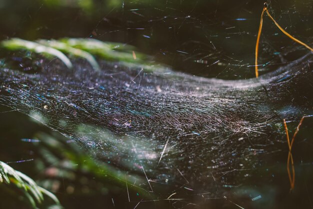 사진 거미줄 의 클로즈업