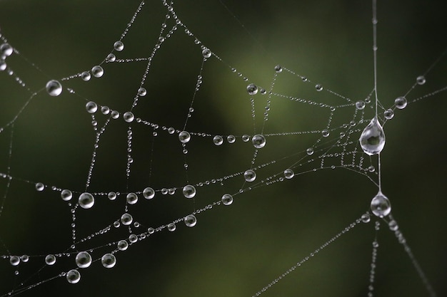 写真 蜘蛛の網のクローズアップ