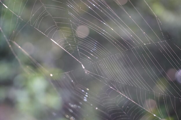 写真 蜘蛛の網のクローズアップ