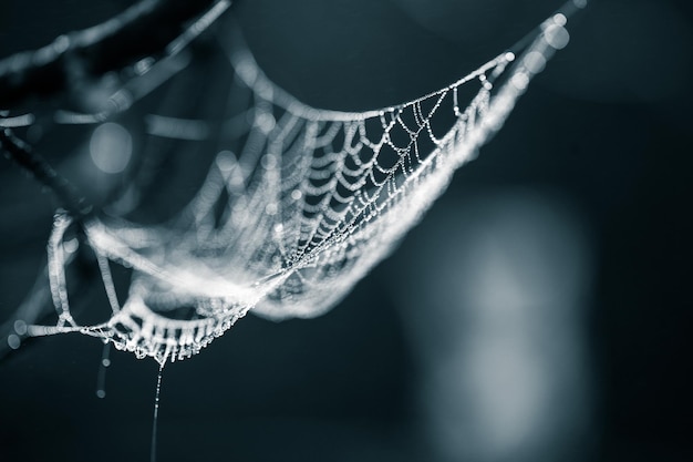 写真 蜘蛛の網のクローズアップ