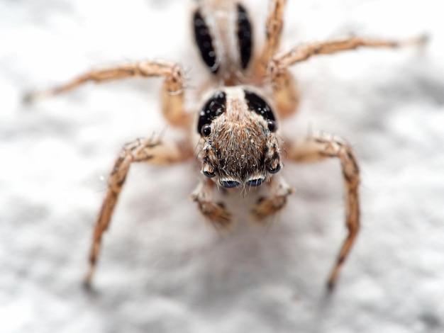 사진 거미 의 클로즈업