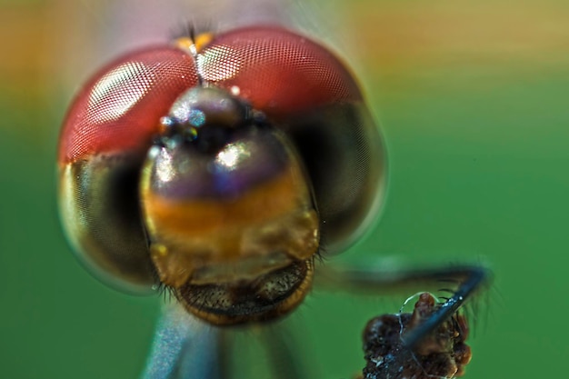 写真 蜘蛛のクローズアップ