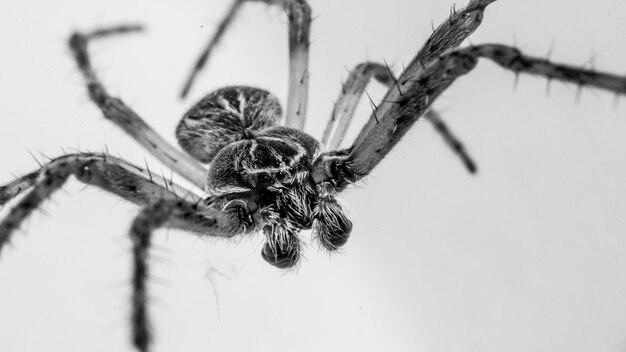 Фото Близкий план паука