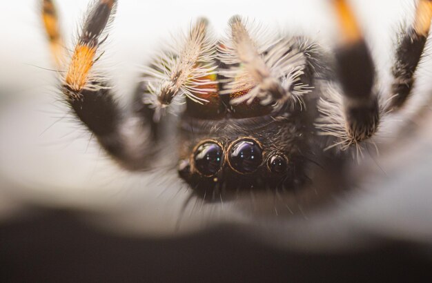 写真 蜘蛛のクローズアップ