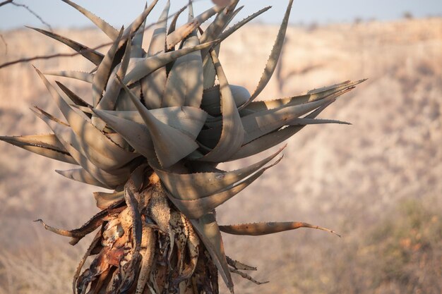 写真 スパイクされた植物のクローズアップ