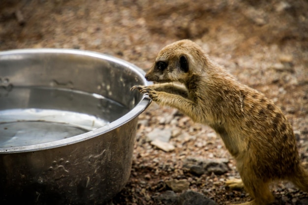 写真 食べ物を食べているリスのクローズアップ