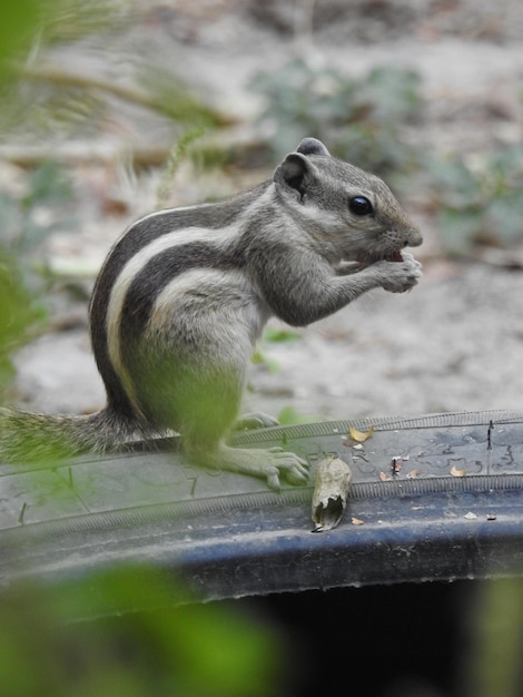 写真 リスが食べているクローズアップ