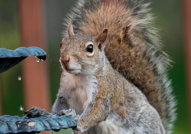 写真 葉 を 握っ て いる リス の クローズアップ