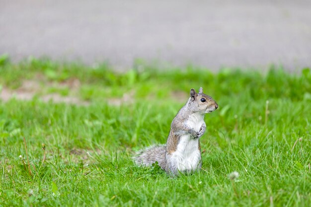 写真 草の中のリスのクローズアップ