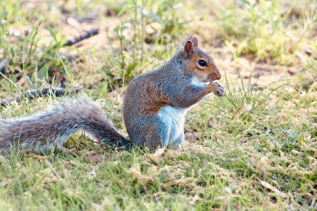 写真 フィールドでのリスのクローズアップ