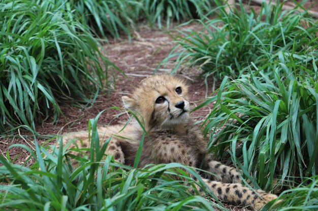 写真 草の上にあるリスのクローズアップ