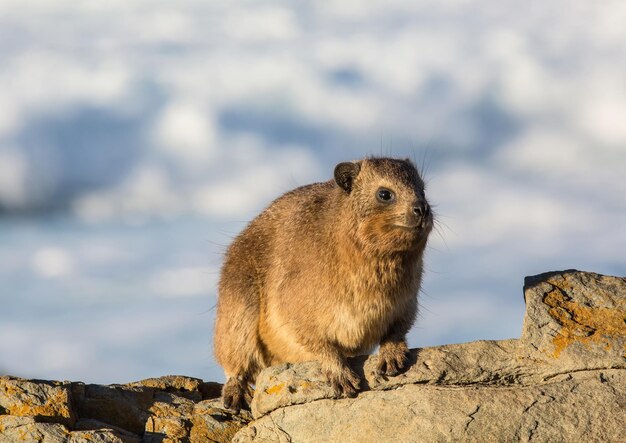 写真 岩の上にあるリスのクローズアップ