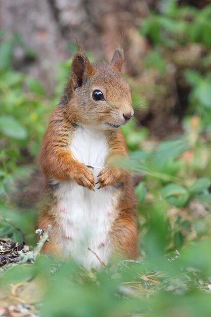 写真 岩の上にあるリスのクローズアップ