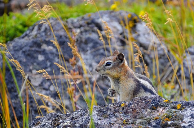 写真 岩の上にあるリスのクローズアップ