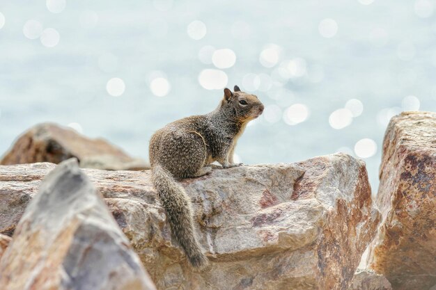 写真 岩の上にあるリスのクローズアップ