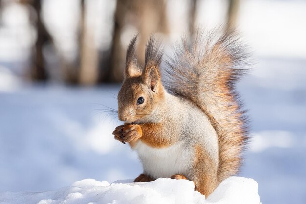 写真 雪上のリスのクローズアップ