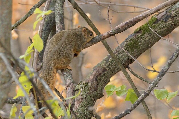 写真 樹枝 の 上 に いる リス の クローズアップ